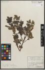 Foto von Salix myrsinites L.